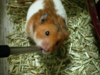 ペット ハム助 ハムスターの飼い方